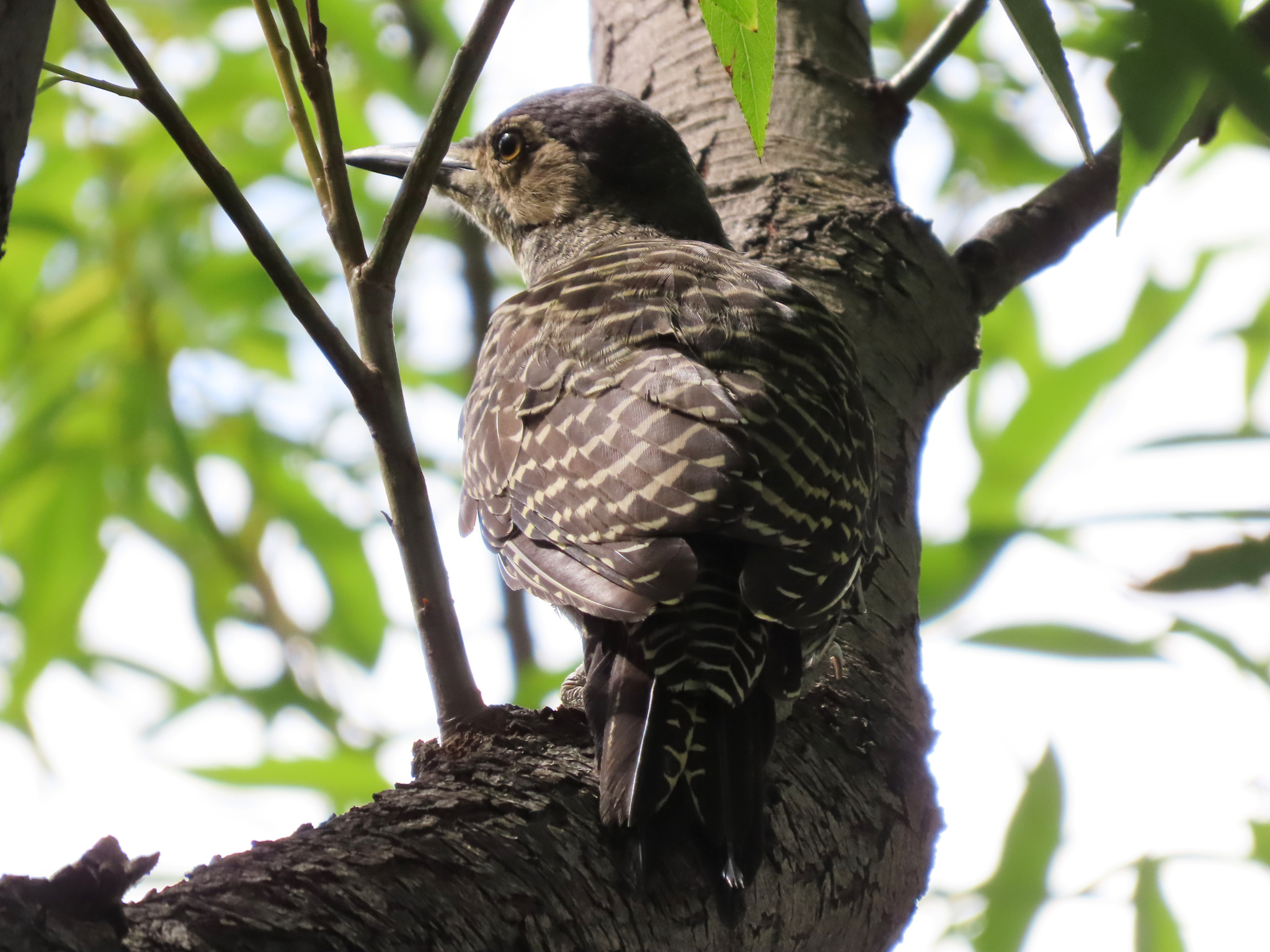 Chilean Flicker (Colaptes pitius), photo 9