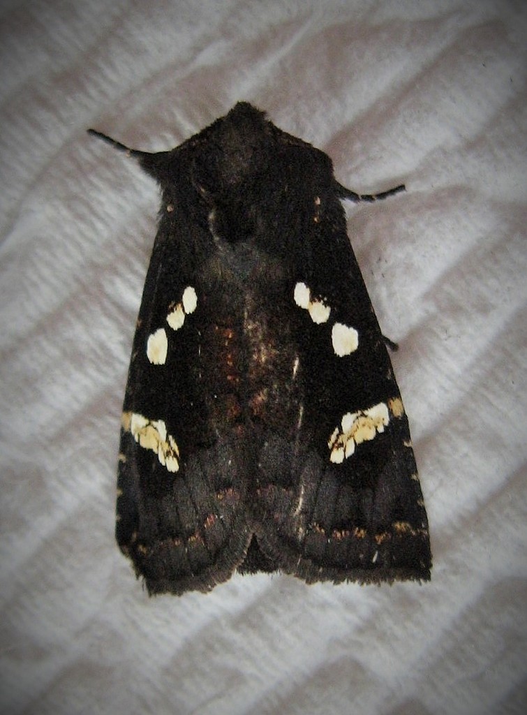 Cluvers Root Borer