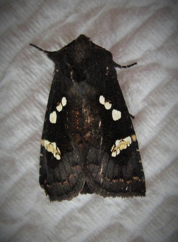 Cluvers Root Borer