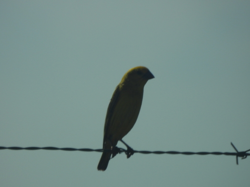 iNaturalist image