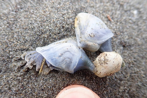 photo of Buoy Barnacle (Dosima fascicularis)