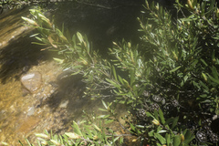 Leptospermum riparium