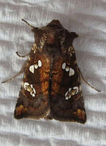 Ironweed Borer photo 5