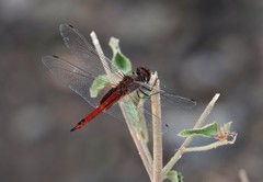 Tramea abdominalis