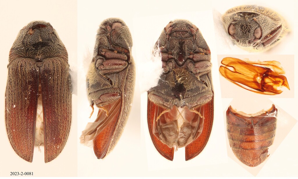 Aulonothroscus punctatus
