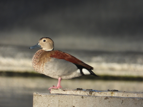 Ringed Teal, photo 7 of 9