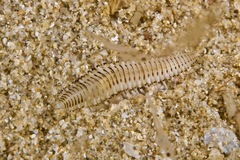 Hesionidae