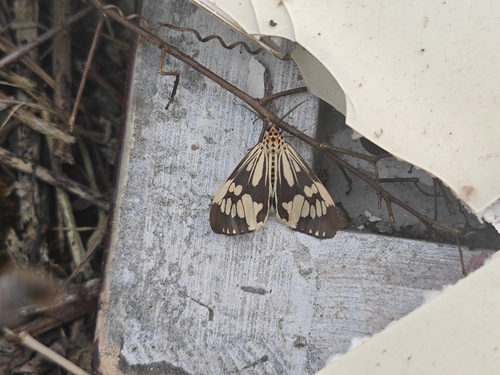 Marbled White Moth