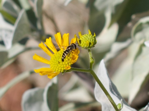 Unknown species found near Desert View Village, Phoenix, AZ, USA