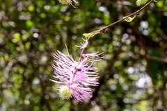 Dichrostachys