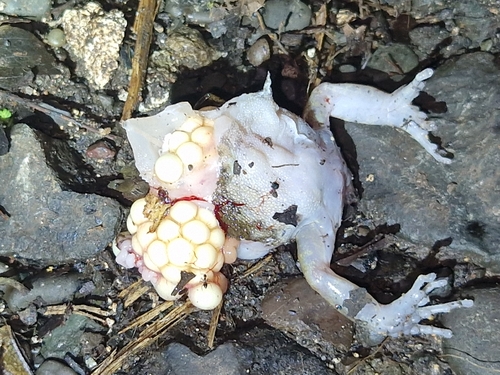Cornufer papuensis