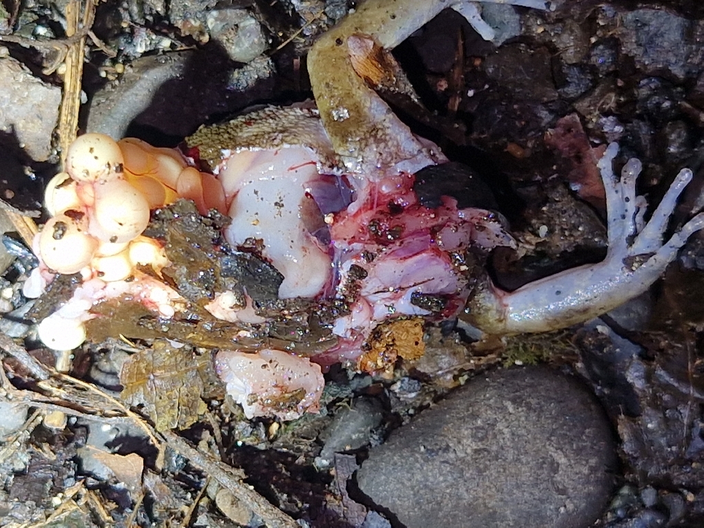 Papua Wrinkled Ground Frog (Cornufer papuensis)