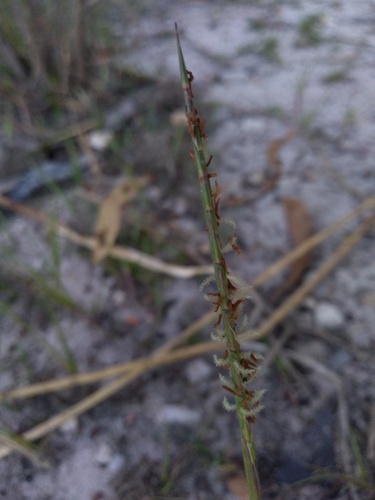 Hemarthria uncinata, photograph 3