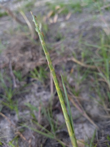 Hemarthria uncinata, photograph 4