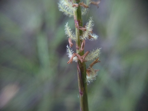 Hemarthria uncinata, photograph 5