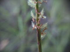 Hemarthria uncinata, photograph (c) grampianshiker, some rights reserved (CC BY)