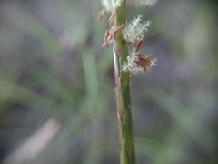 Hemarthria uncinata, photograph (c) grampianshiker, some rights reserved (CC BY)