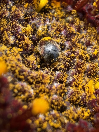 iNaturalist observation photo of Cryptorhopalum triste