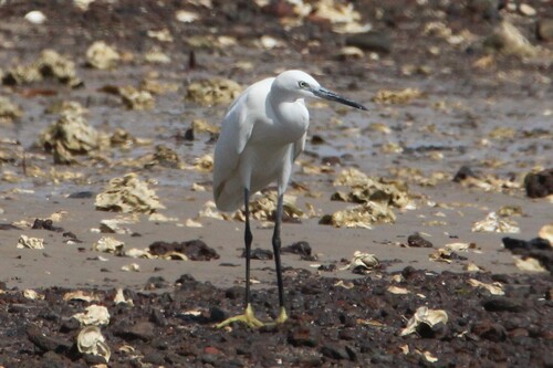 Little Egret