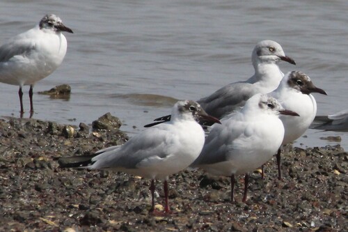 Black-headed Gull