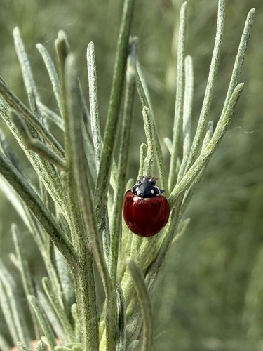iNaturalist observation photo of Spotless Lady Beetle