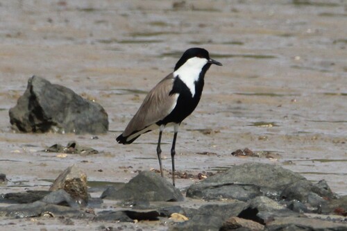 Spur-winged Lapwing