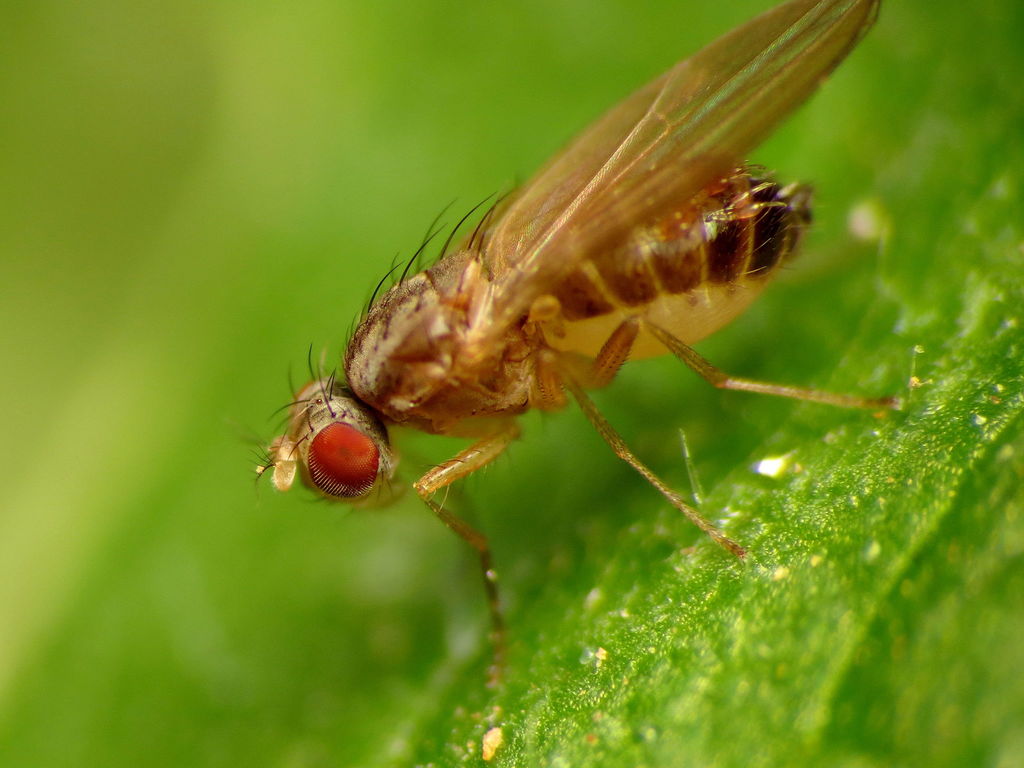 Stigmatomyces