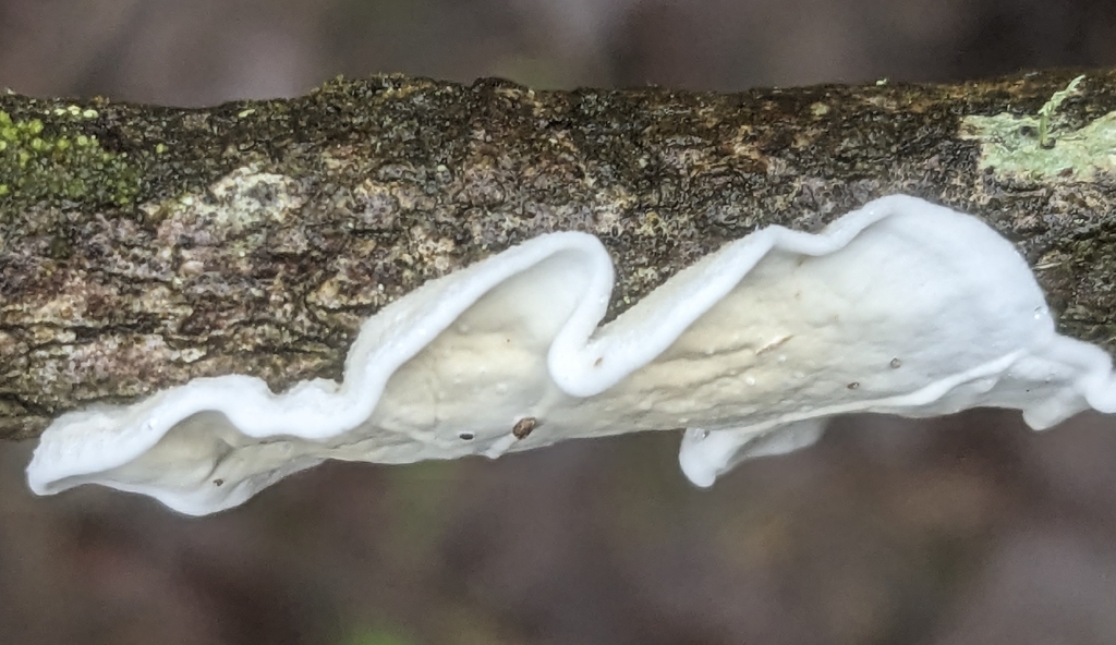 Byssomerulius corium · February 2026 · photo: © richardshirky (iNaturalist, cc-by)
