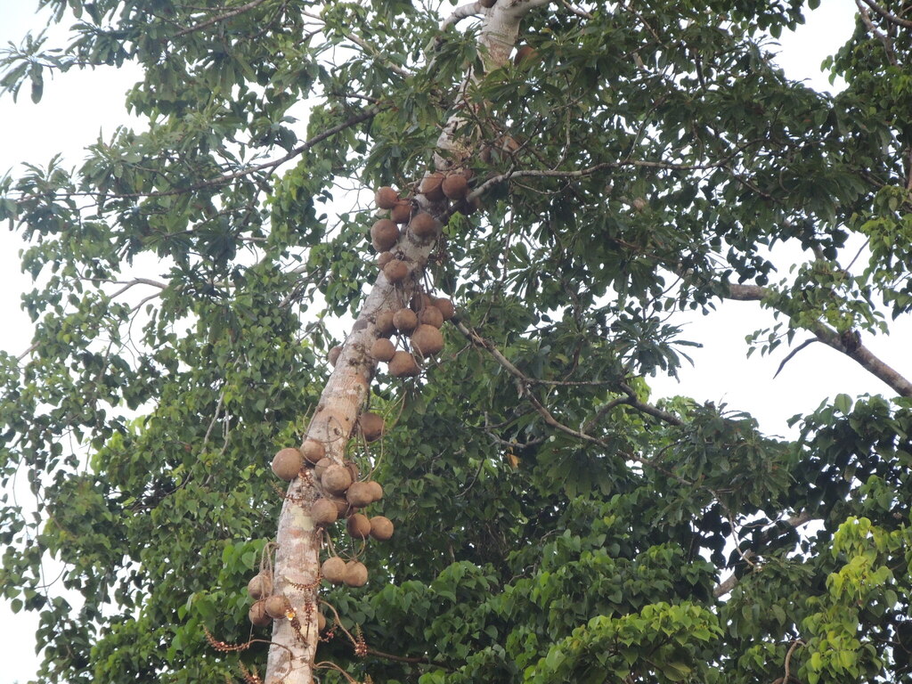 Couroupita subsessilis Pilg.