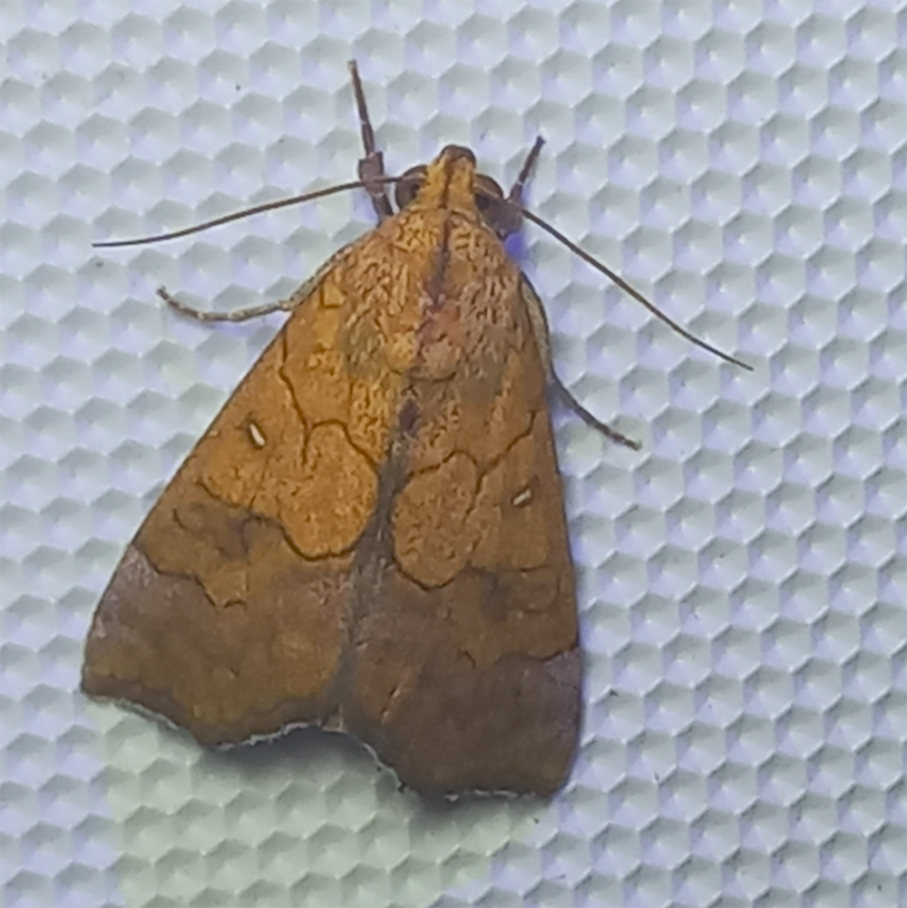 Lyona Insect Anomis lyona in February 2026 by juttagodwin · iNaturalist