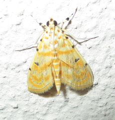 Notarcha quaternalis