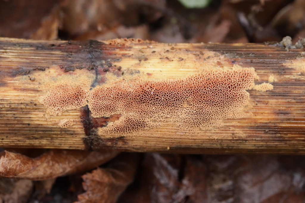 Hapalopilus eupatorii