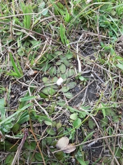 Mazus novaezeelandiae