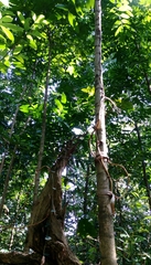 Erythrorchis altissima