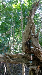 Erythrorchis altissima