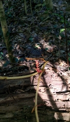 Erythrorchis altissima