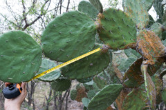 Opuntia fuliginosa
