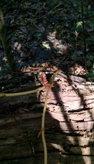 Erythrorchis altissima