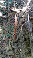 Erythrorchis altissima