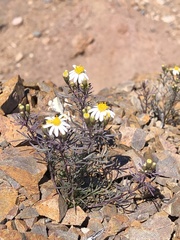 Thymophylla concinna