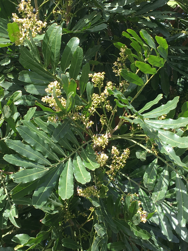Polyscias hawaiensis