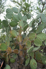 Opuntia fuliginosa