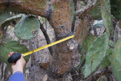 Opuntia fuliginosa