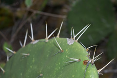 Opuntia fuliginosa