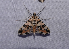 Conchylodes bryophilalis