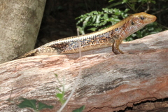 Zonosaurus laticaudatus