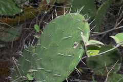 Opuntia fuliginosa