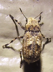 Euparius marmoreus