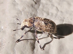 Euparius marmoreus