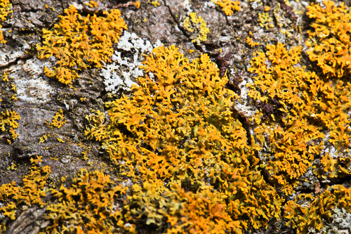 Bare-bottom Sunburst Lichen